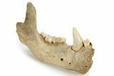 Fossil Cave Bear (Ursus spelaeus) Lower Jaw - Romania #243213-7